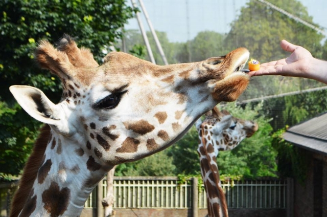  Giraffen 
